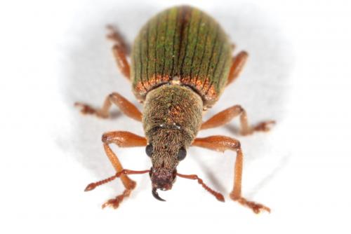 Réf. 231 668 : Polydrusus impar
